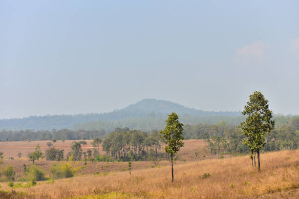 istock Sunset in Forest Landscape With Natural green tree. Forest. Beautiful Scenic. 1222975494