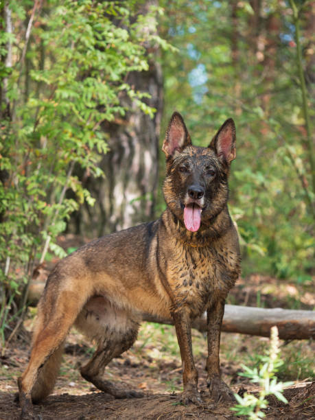 istock German shepherd portrait close-up on a summer day. 1222976197