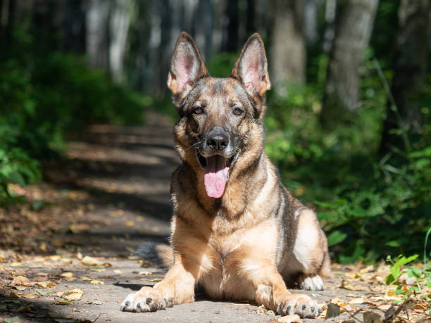 istock German shepherd portrait close-up on a summer day. 1222976284