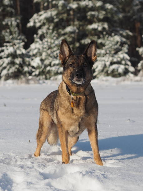 istock German shepherd portrait in the snow close-up 1222976481