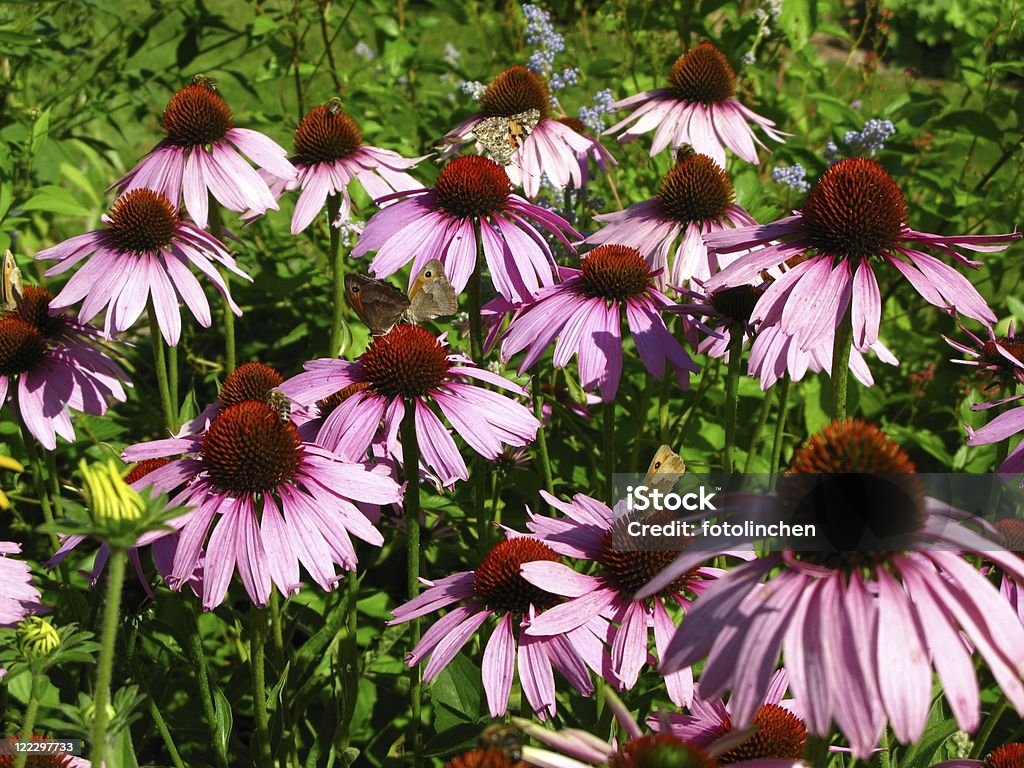 Sonnenhut-Pflanzengattung purpurea Blüten und Schmetterlinge - Lizenzfrei Alternative Medizin Stock-Foto