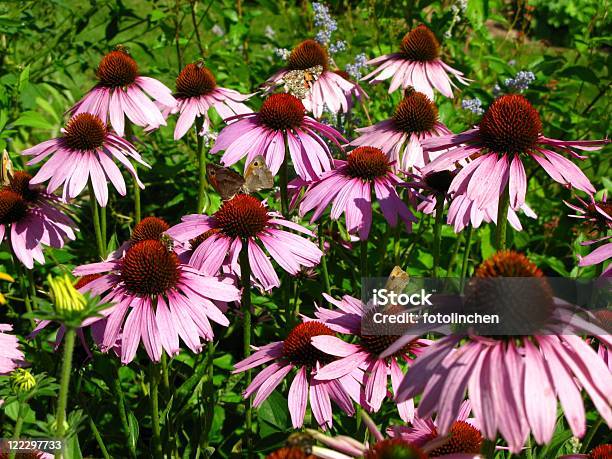 Sonnenhutpflanzengattung Purpurea Blüten Und Schmetterlinge Stockfoto und mehr Bilder von Alternative Medizin