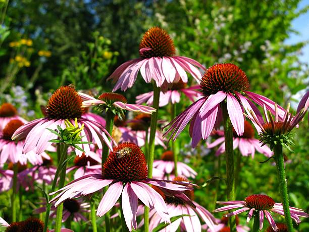 istock Echinacea purpurea blossoms and butterflies 122297741