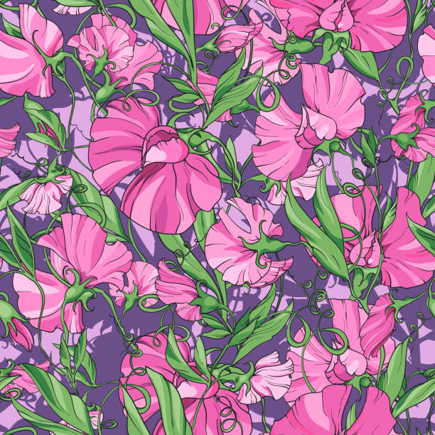 ilustraciones, imágenes clip art, dibujos animados e iconos de stock de flores rosas dulce guisante sobre un fondo púrpura, patrón floral sin costuras. patrón para tela, papel de envoltura - flower sweetpea pattern seamless