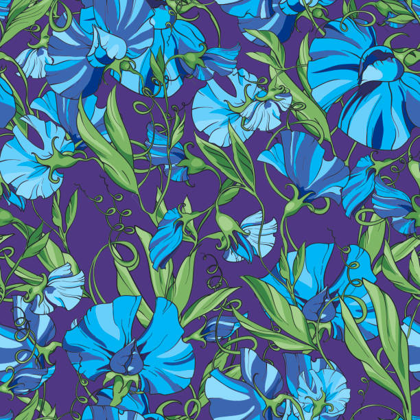 ilustraciones, imágenes clip art, dibujos animados e iconos de stock de flores azules guisantes dulces sobre un fondo azul púrpura, patrón floral sin costuras. - flower sweetpea pattern seamless