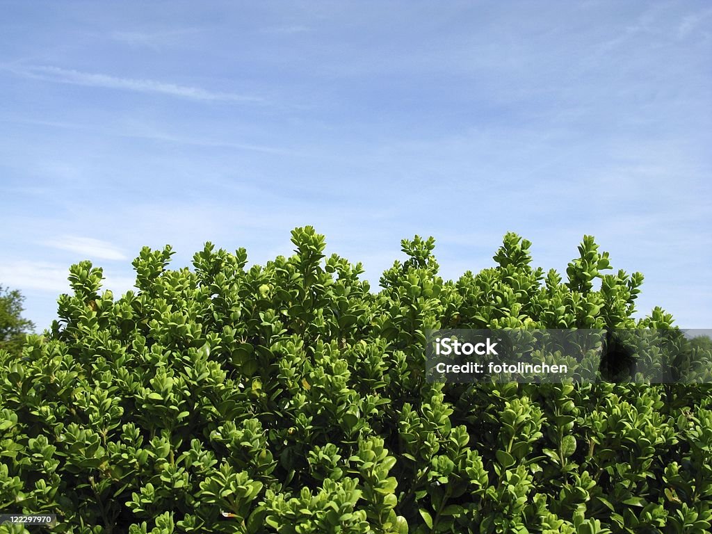 Box Hedge - Lizenzfrei Buchsbaum Stock-Foto