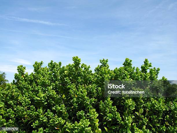 Box Hedge Stockfoto und mehr Bilder von Buchsbaum - Buchsbaum, Farbbild, Fotografie