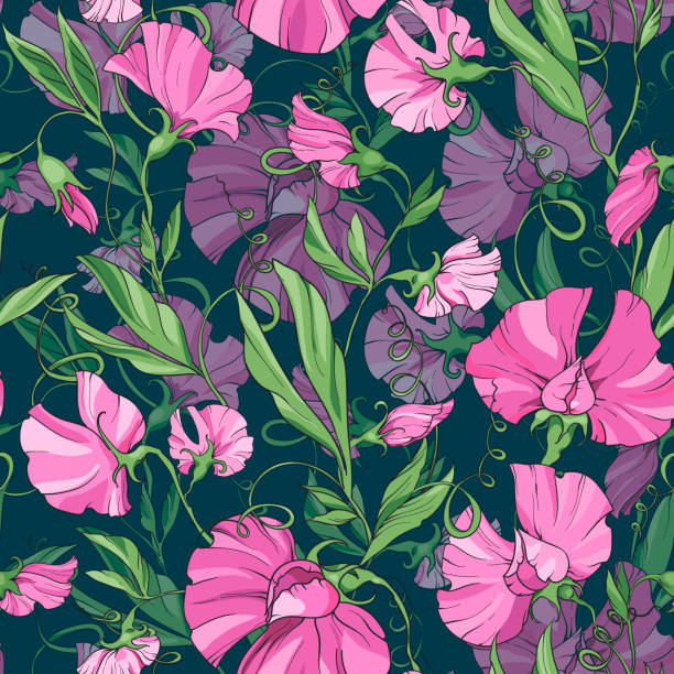 ilustraciones, imágenes clip art, dibujos animados e iconos de stock de flores rosas dulce guisante sobre un fondo verde, patrón floral sin costuras. - flower sweetpea pattern seamless