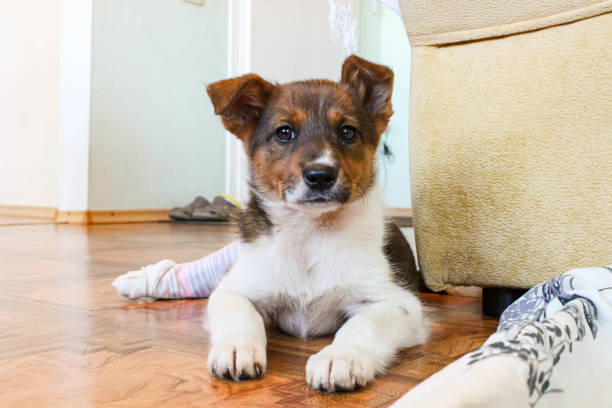 istock Puppy with a broken paw and plaster. 1222980997