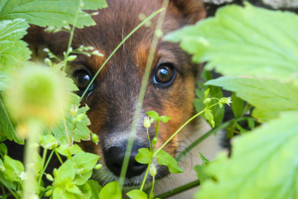 istock Puppy resting in the grass 1222981023
