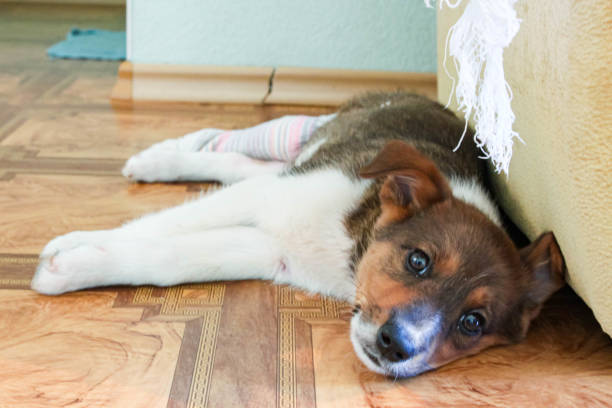 istock Little puppy rests lying on the floor 1222981029