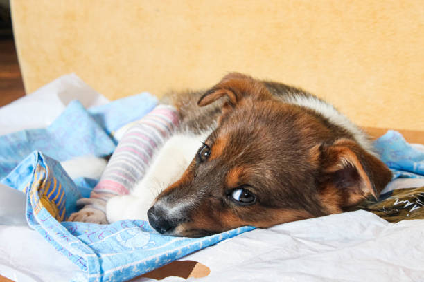 Puppy with a broken paw and plaster.
