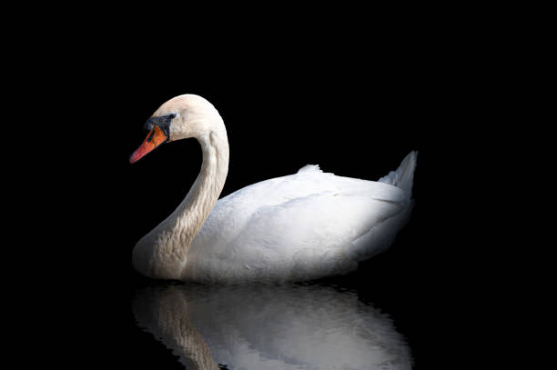 cisne blanco de bajo key con reflejo en el agua sobre fondo negro - cisne blanco comun fotografías e imágenes de stock