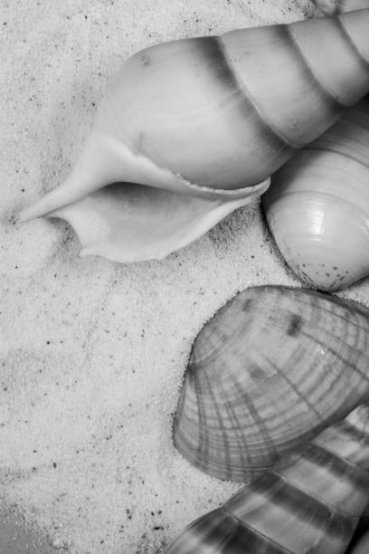 istock A variety of different seashells. 1222982629