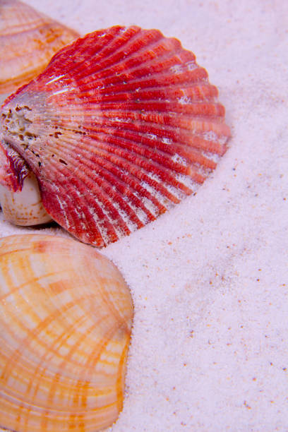 istock Orange clams and red scallop. 1222982656