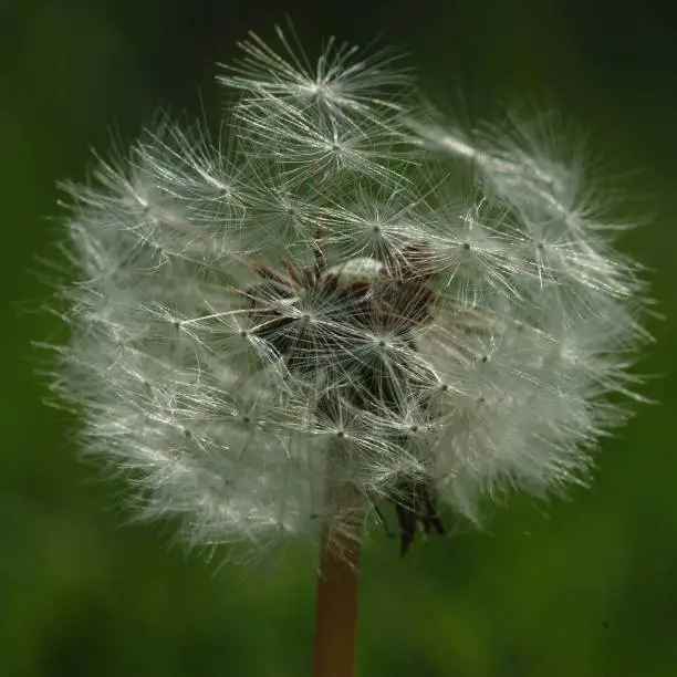 Close up, still life, seedhead of a dandelion on green, out of focus backdrop.