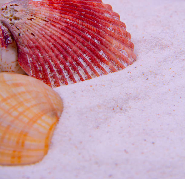 istock Orange clams and red scallop. 1222982922