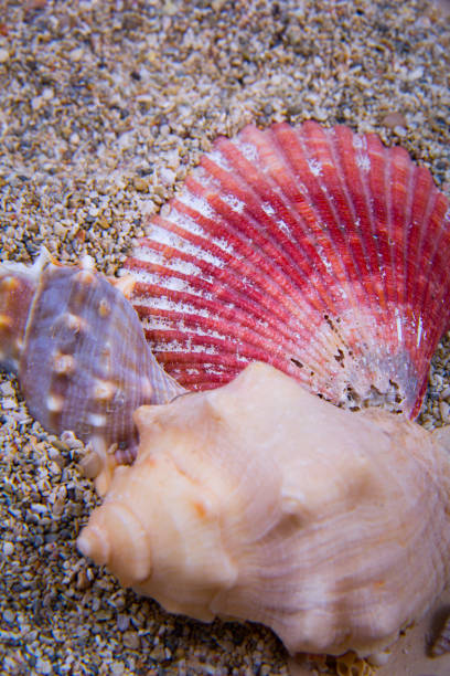 istock Scallop and king’s crown seashells. 1222982941