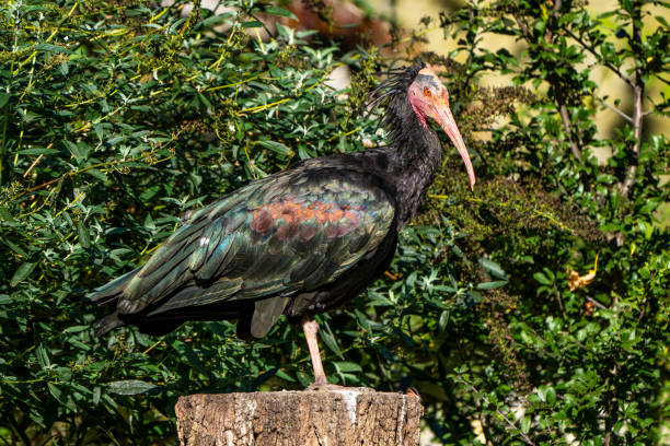 istock Northern Bald ibis, Geronticus eremita in the zoo 1222984004