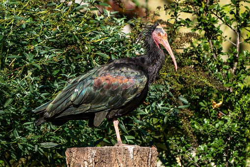 The northern bald ibis, hermit ibis, or waldrapp lat.Geronticus eremita is a migratory bird found in barren, semi-desert or rocky habitats, often close to running water.