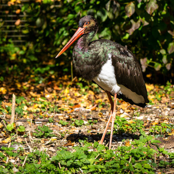istock Black stork, Ciconia nigra in a german nature park 1222984046