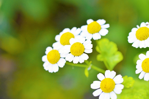 A close-up image of colourful feverfew flowers.