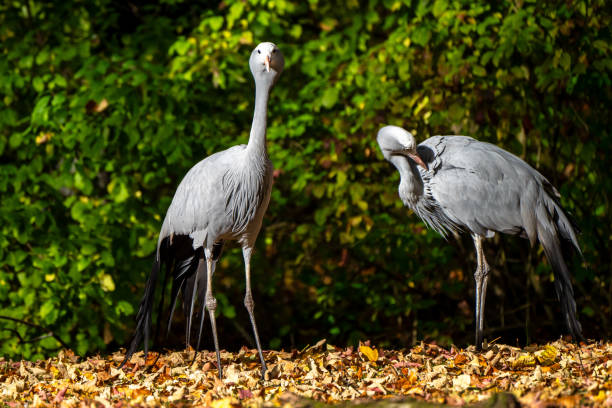 The Blue Crane, Grus paradisea, is an endangered bird specie endemic to Southern Africa. It is the national bird of South Africa