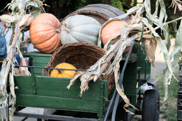 large rustic wagon with pumpkins and hay. pumpkin different lots. - romanian hay imagens e fotografias de stock