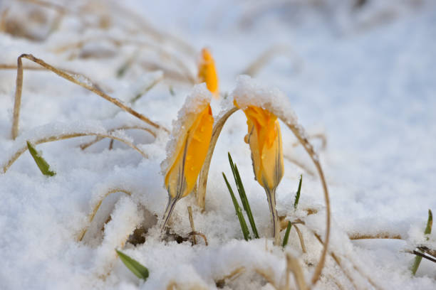 istock Yellow flower in snow 1222984382