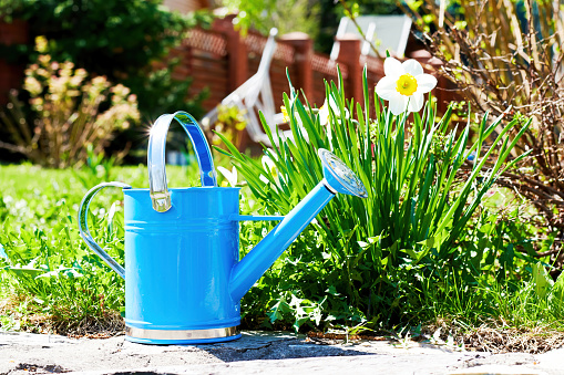 Retro blue watering can on the lawn near the blooming flowers. Backyard backgrounds. Gardening