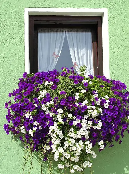 Flowerbox window and green old house