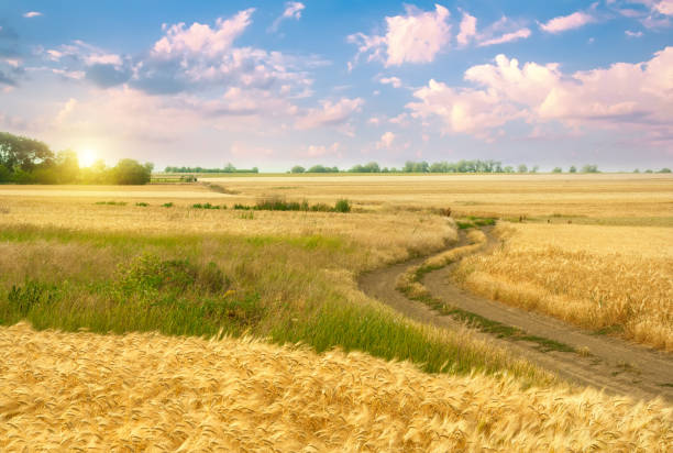 istock Golden field of wheat. 1222992373