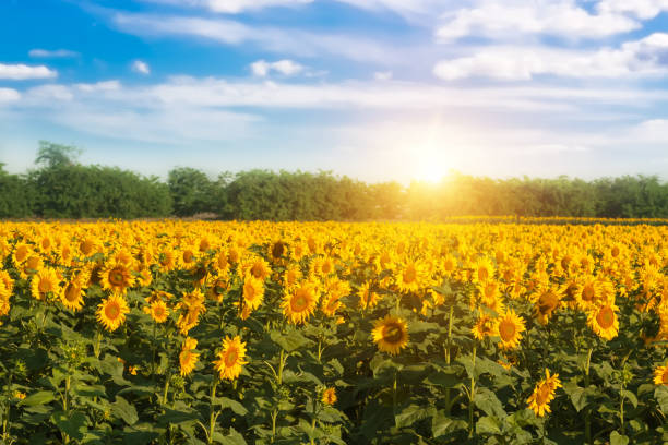 istock Field of blooming sunflowers. 1222992376