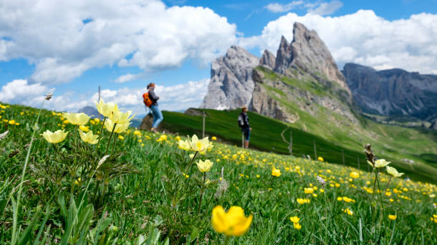 Yellow Fun A burst of summer,- wild flowers, travelers colors and mountain landscapes, Seceda, Val Gardena, Dolomites, Italy. alto adige italy photos stock pictures, royalty-free photos & images