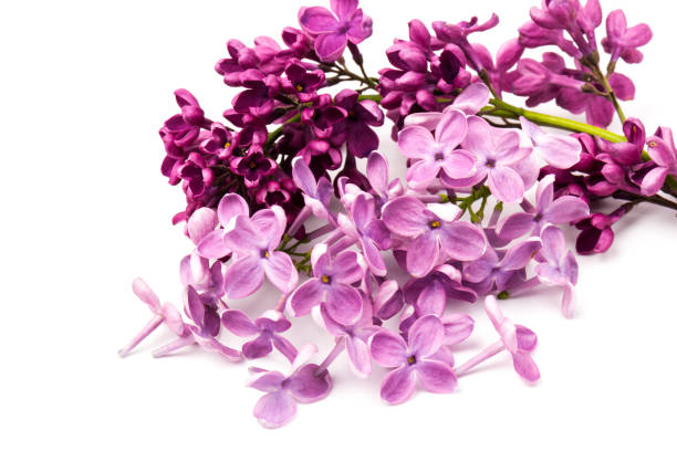 istock Beautiful blossoming lilac on white background. Space for text 1222993394