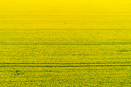 rapeseed blooming in the field, agriculture - spring time, rapeseed farmland, yellow background, drone view