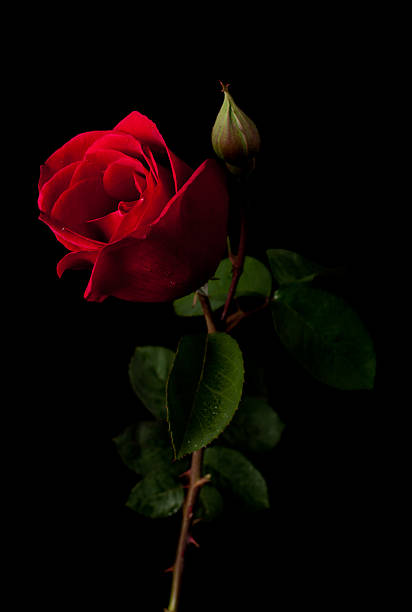 Red Rose Isolated On A Black Background Stock Photo - Download Image Now -  Rose - Flower, Black Background, Red - iStock