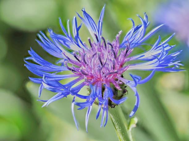 Cornflower Zyane Blue - Free photo on Pixabay