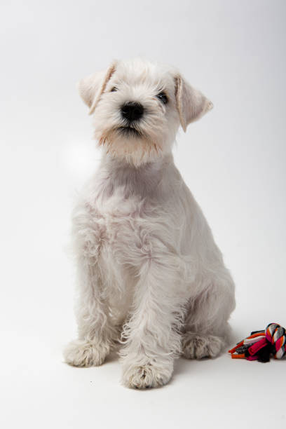 istock Little white puppy 1222995084