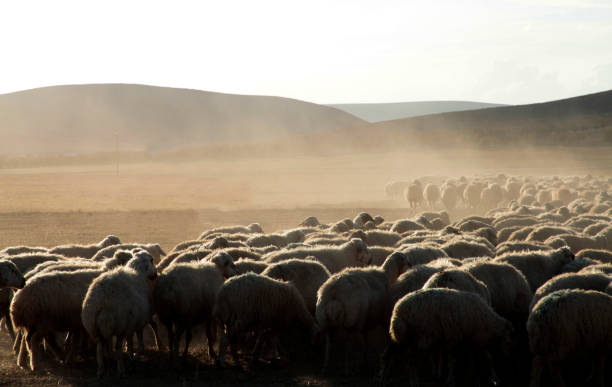 istock sheep herd in the countryside 1222995629