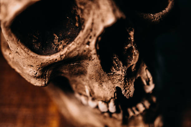 A close-up of a toothless skeleton model.
