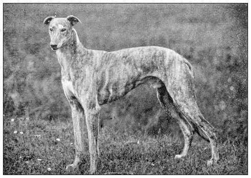 Antique black and white photograph of sport, athletes and leisure activities in the 19th century: Dog