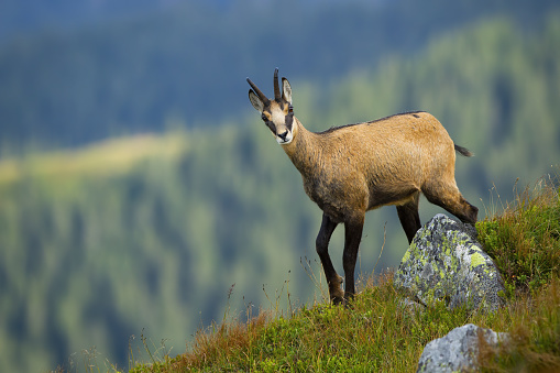 Alert tatra chamois, rupicapra rupicapra tatrica, walking on peak of hill in summer mountains with blurred forest in background. Agile alpine wild animal on horizon from side view with copy space.