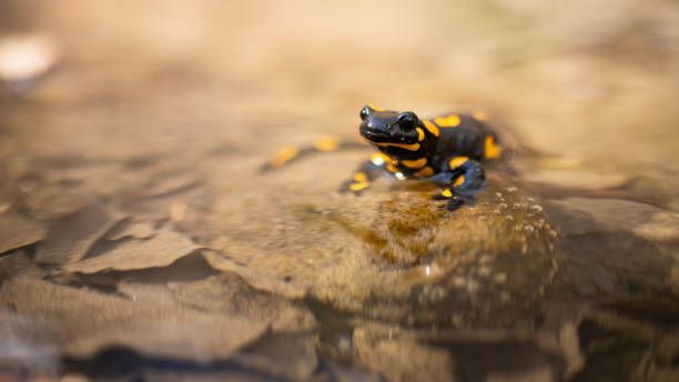 istock Curious fire salamander lying down in water and looking curiously in nature 1222997231