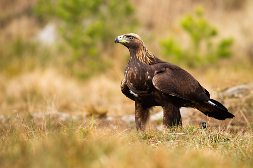 Majestic golden eagle, aquila chrysaetos, sitting on meadow with blurred green trees in background. Strong bird with brown feathers and fierce look facing camera. Wild animal in wilderness.