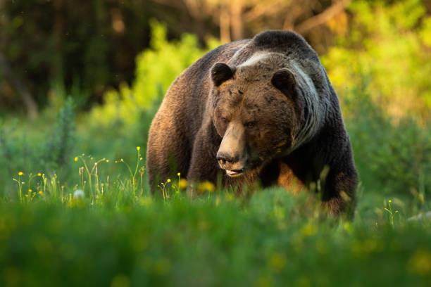 опасный бурый медведь приближается на зеленой траве с видом на глаз летом - prairie sky grass large стоковые фото и изображения