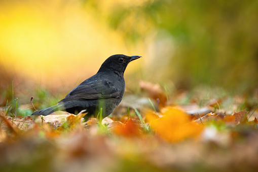 Small common blackbird, turdus merula, female sitting on the ground and looking for food between orange leafs. Surprised wild bird searching in morning light from low angle view with copy space.