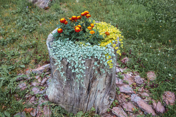istock Flower bed on an old stump 1222998180