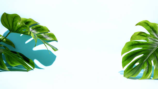 istock Summer background with monstera leaves, front view of a blank space for a text or product 1222998519