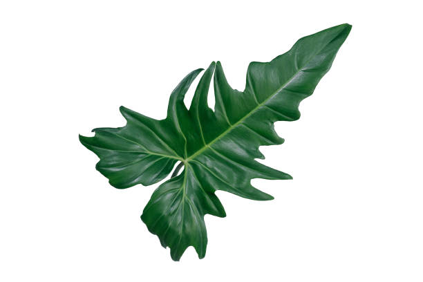 istock green leaves for background and wallpaper 1222998759